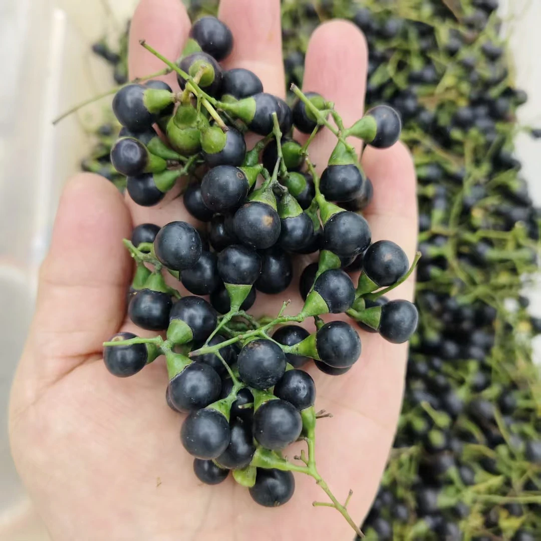 香樟子钓清波鳊鱼草鱼饵（当季鲜货）