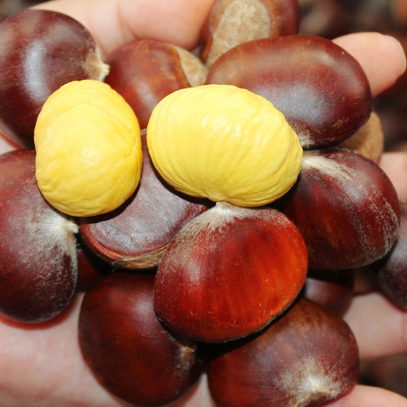 新鲜现摘高山罗田板栗清脆粉糯甘甜鲜香油栗生栗子