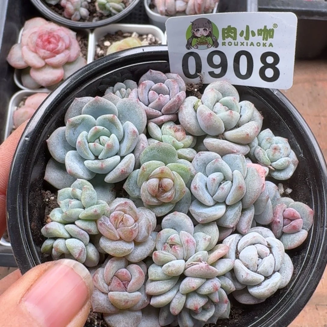 多肉植物多肉植物