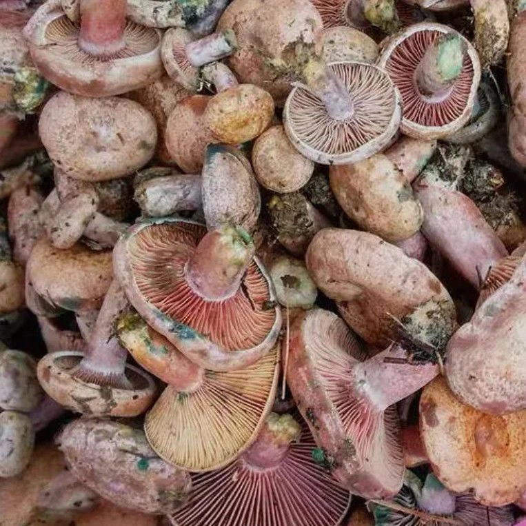 乌纵菌种云南野生黄枞菌包蘑菇红树菇菌松纵菌家庭阳台可种送技术