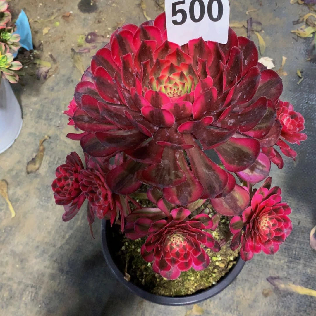 白月光500法师多肉