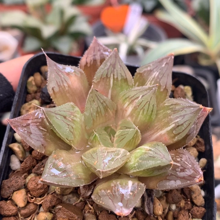 玉露寿，带盆土发货