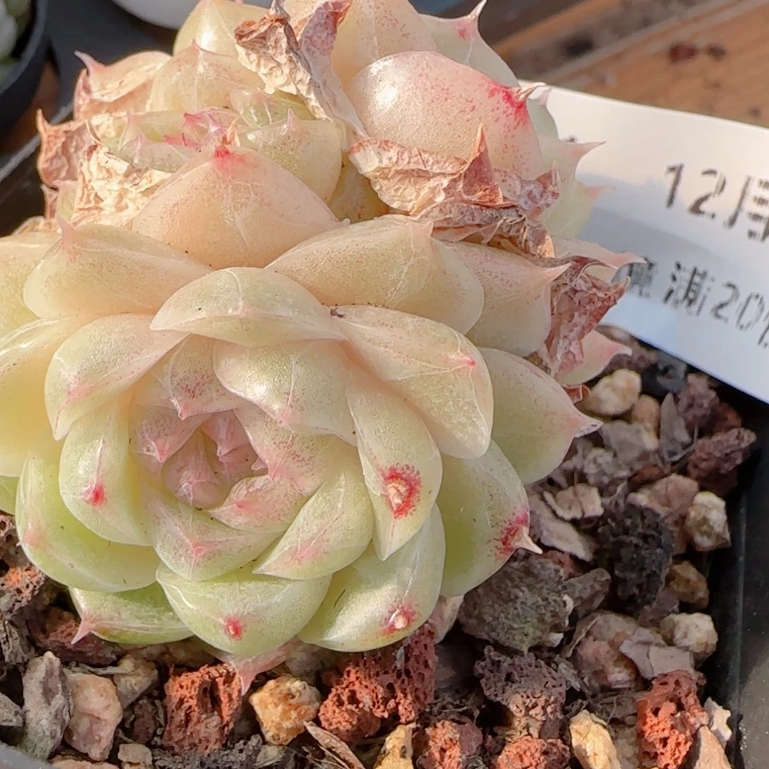 想***觉花语多肉1215-51散