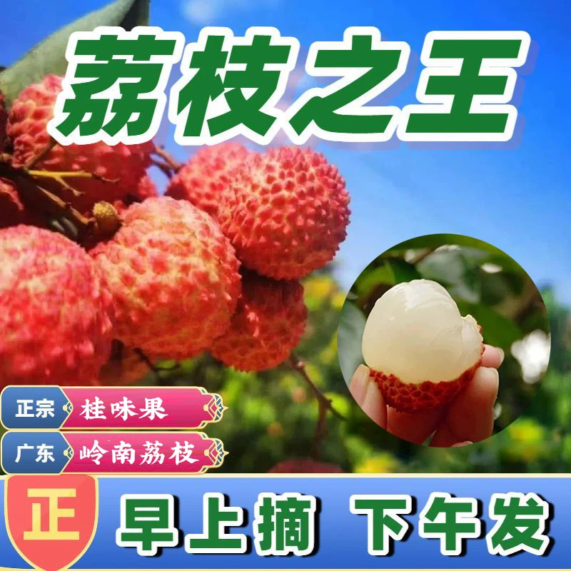 惠东荔枝桂味糯米糍【EMS空运包邮】新鲜现摘30年老树一级果特鲜甜