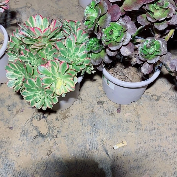 粉水晶+魅金妖桩1111111