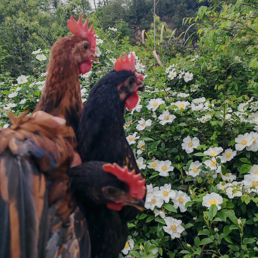 打鸣小公鸡同城可以发活体