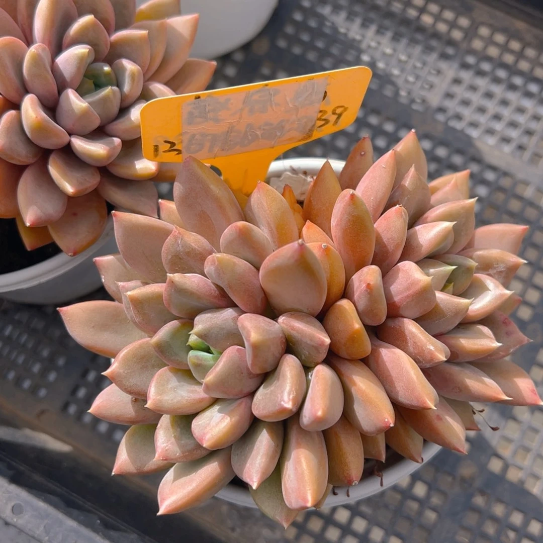 香玉的故事是一个人的