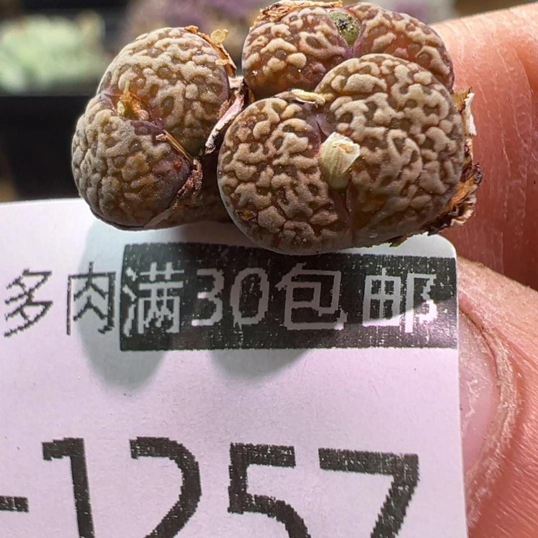 257 多肉植物11111111111
