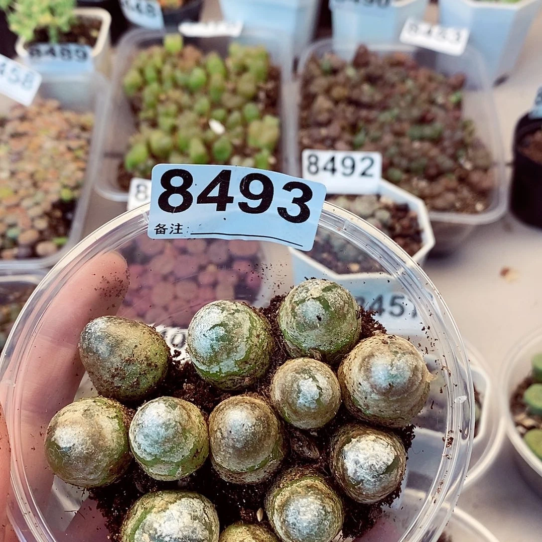 罖****8493灯泡快快乐乐