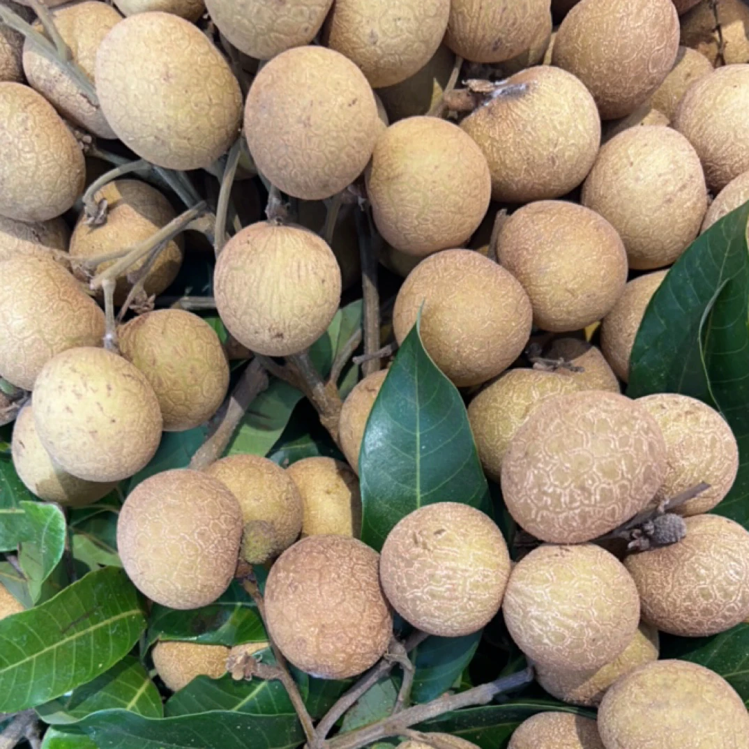 25.9/份新鲜龙眼（一份500克）