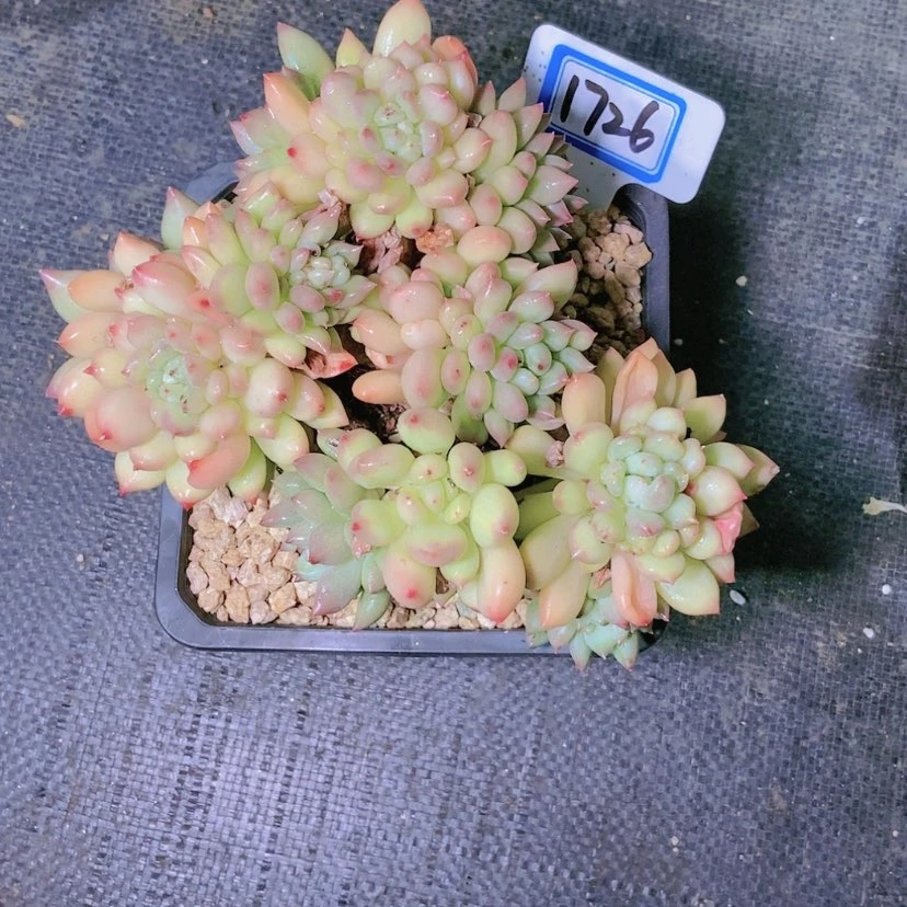 【闪购商品】雨***?1726物流