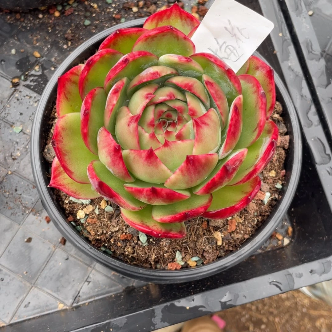 梅***旧惊鸿仙子一物一拍