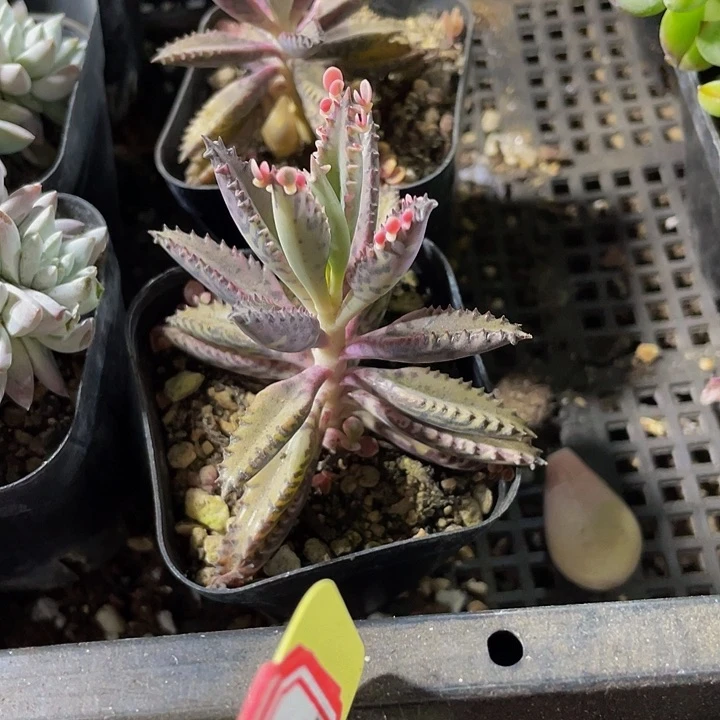 不死鸟2.8带哦土发