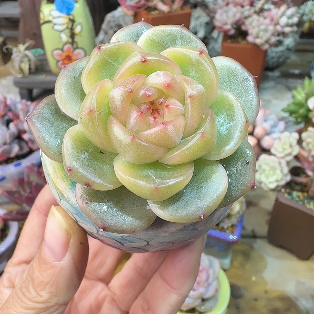 珍妮 多肉含盆土 一物一拍