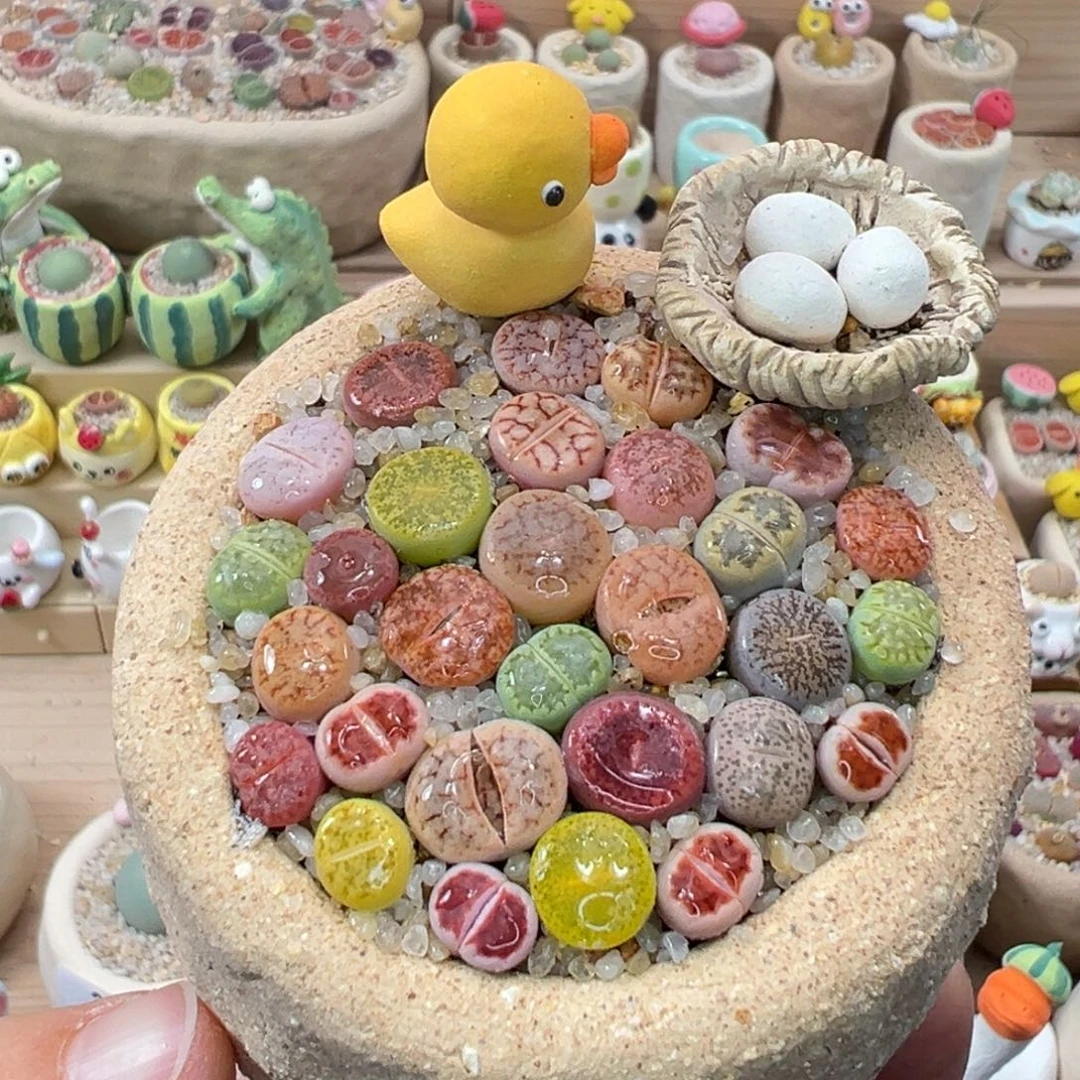 多肉植物119号彩色