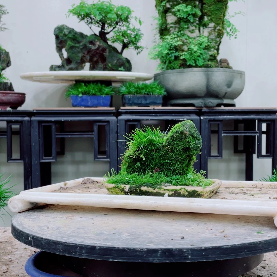 无铅玻璃用****8铁线蕨科植物黑白花属