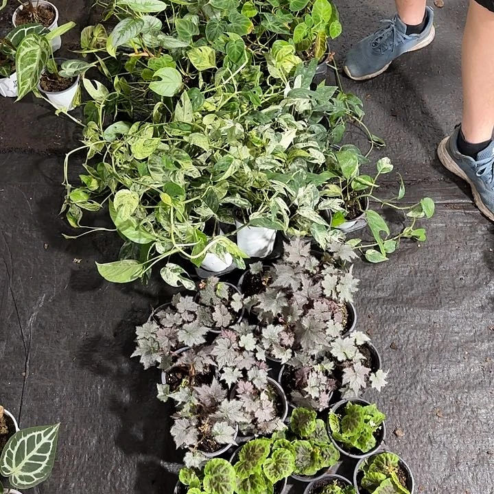 完全开放黑桃➕塞山银雾➕薄荷麒麟尾➕南美荧光