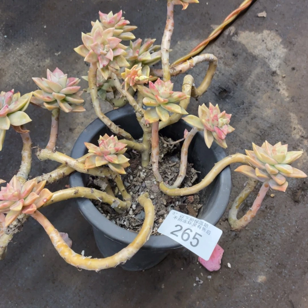 昭***Q黑大帅多肉265布丁