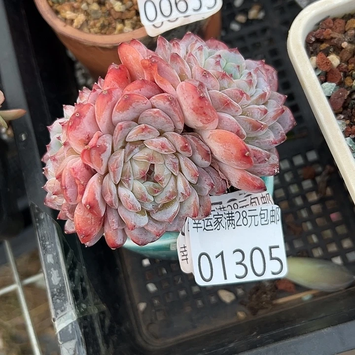 我的小可爱小幸运儿