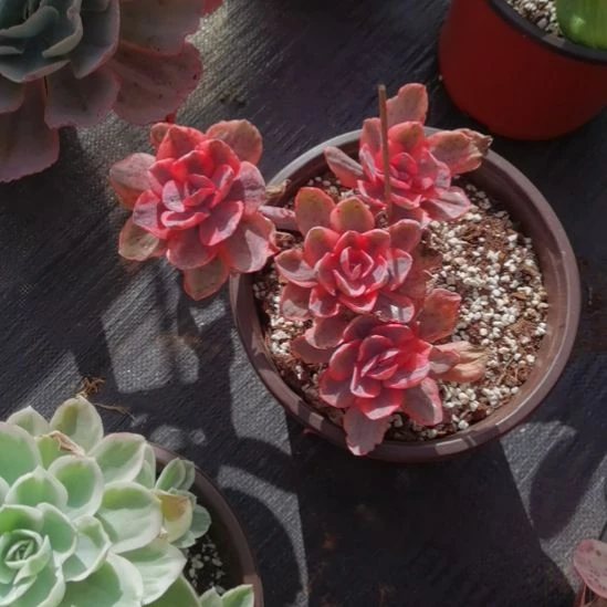 蓝玫瑰白覆轮锦群