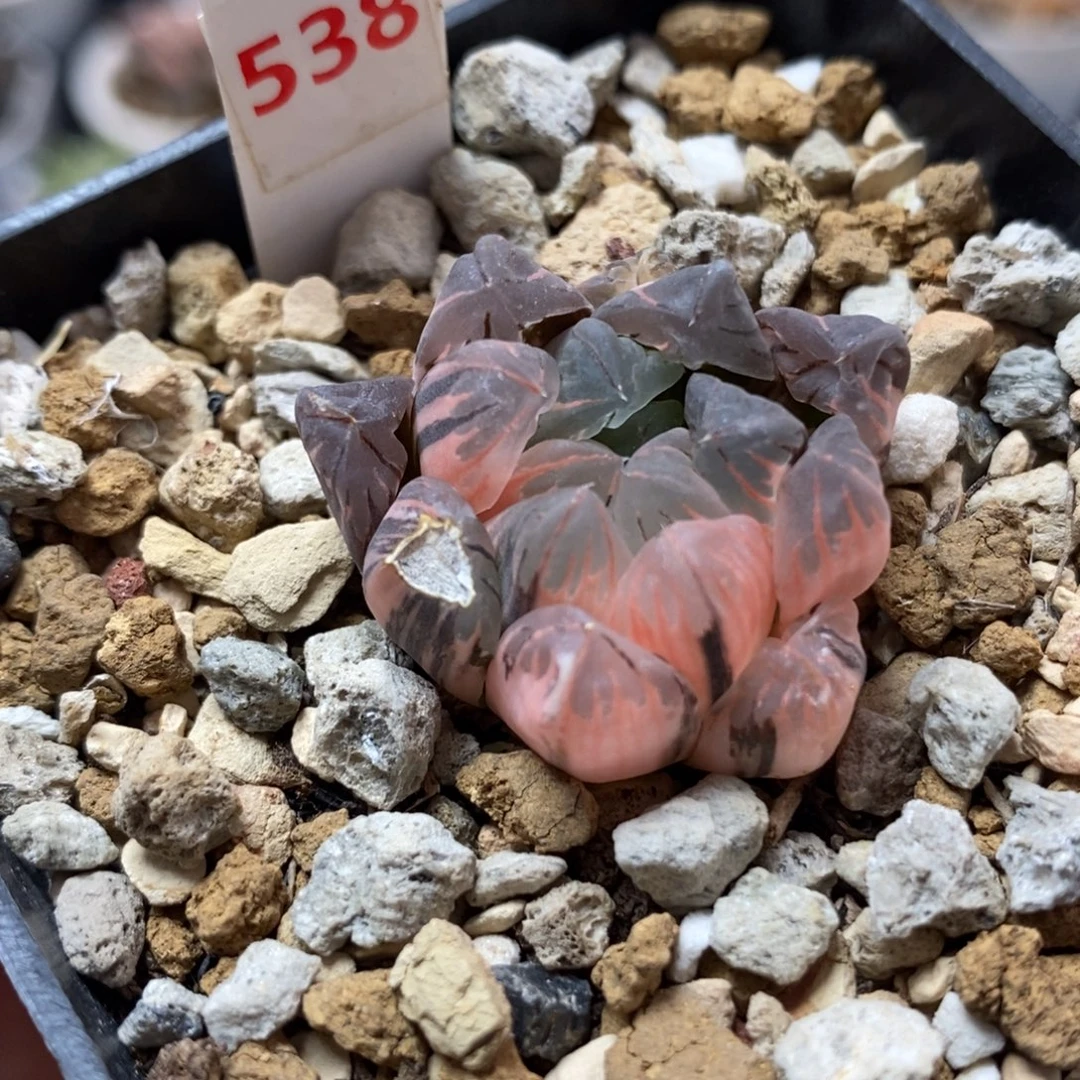 538广濑玉露锦一物一拍