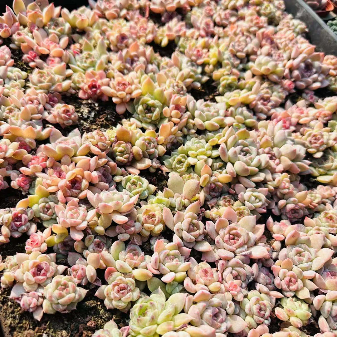 切糕  一整盘  精品多肉（以直播间展示为准）