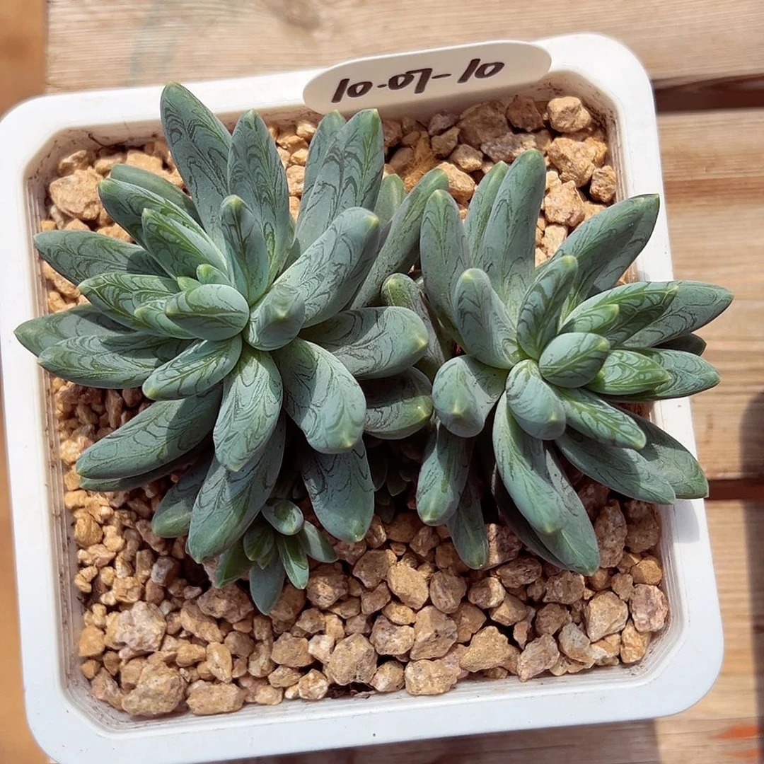 1007-10特殊纹阿迪斯托