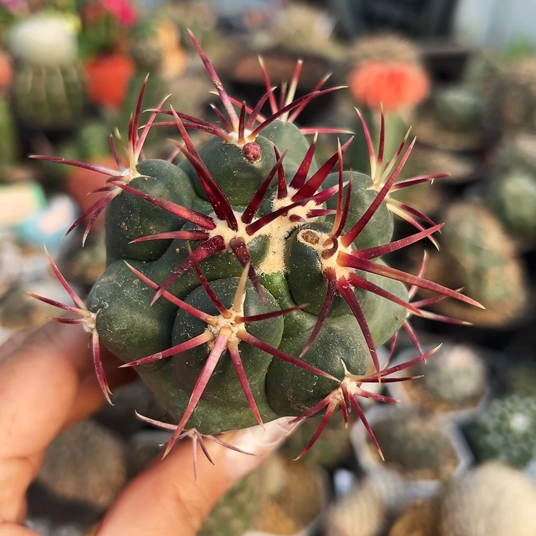 大红鹰瑕疵福利仙人球11111111