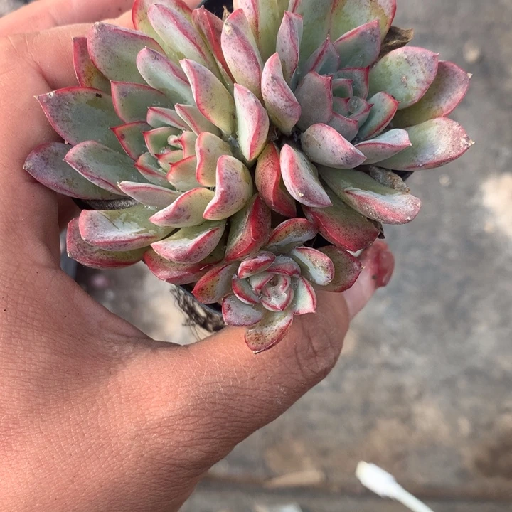 荷花双2颗  （不满9.99发空盆需要拍保温不拍扣1颗多肉）