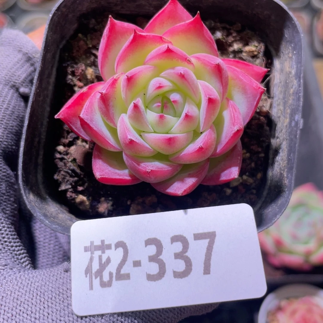 花利美2-227粉水晶