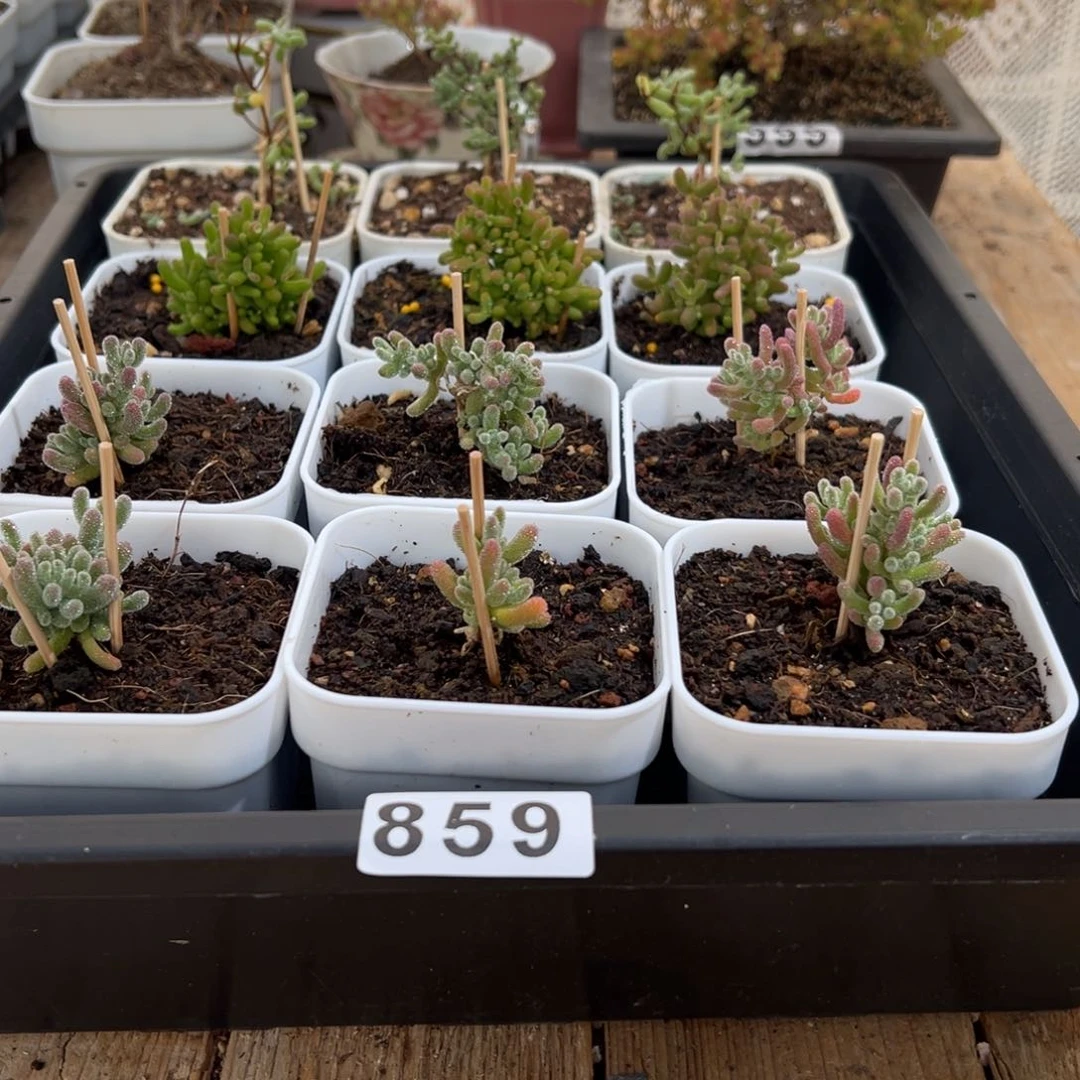 枝干番杏多肉植物859