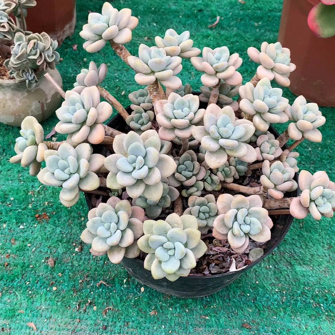 洛神一物一拍8-12