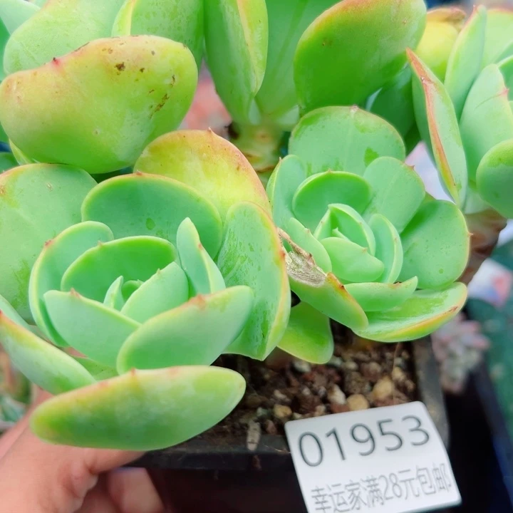 幸运的是我还没遇到过