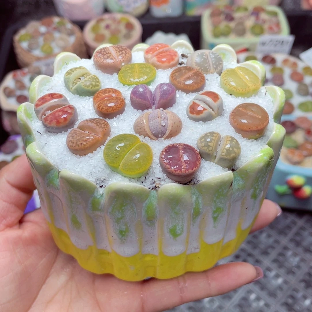 w7301 -零下地区拍保温箱-15支持寄养