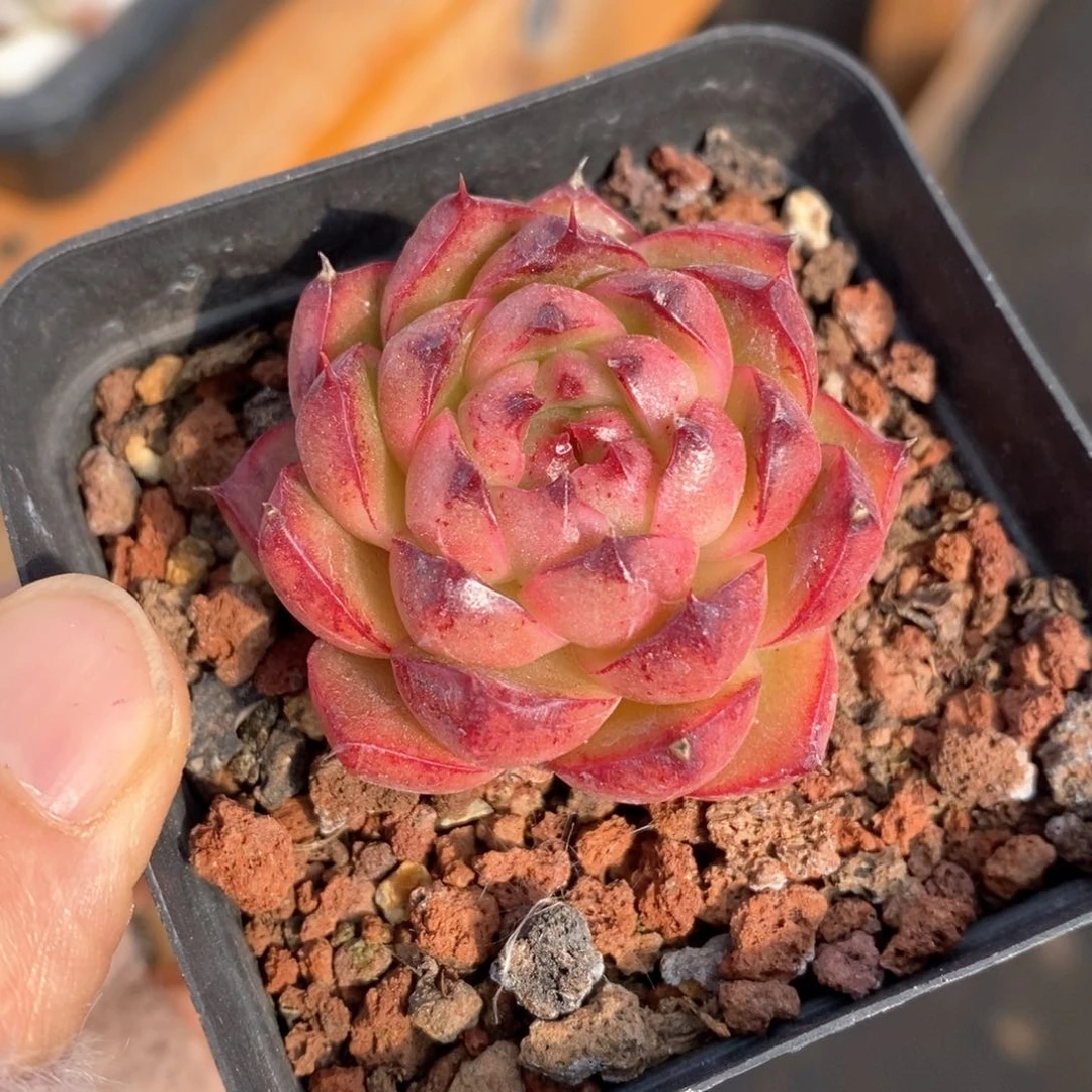 精品多肉一物一拍139