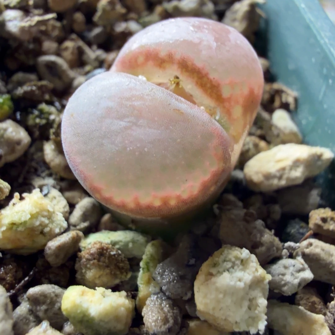 c10精品一颗857号