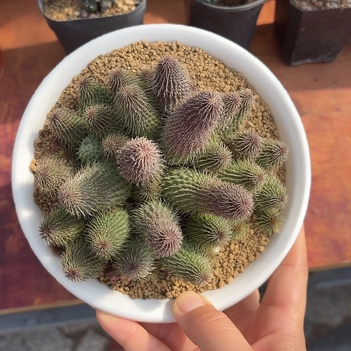 阿修罗仙人球12345