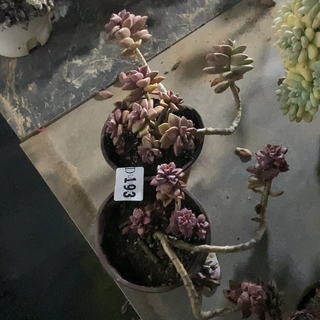 ?***g193姬龙月多肉植物