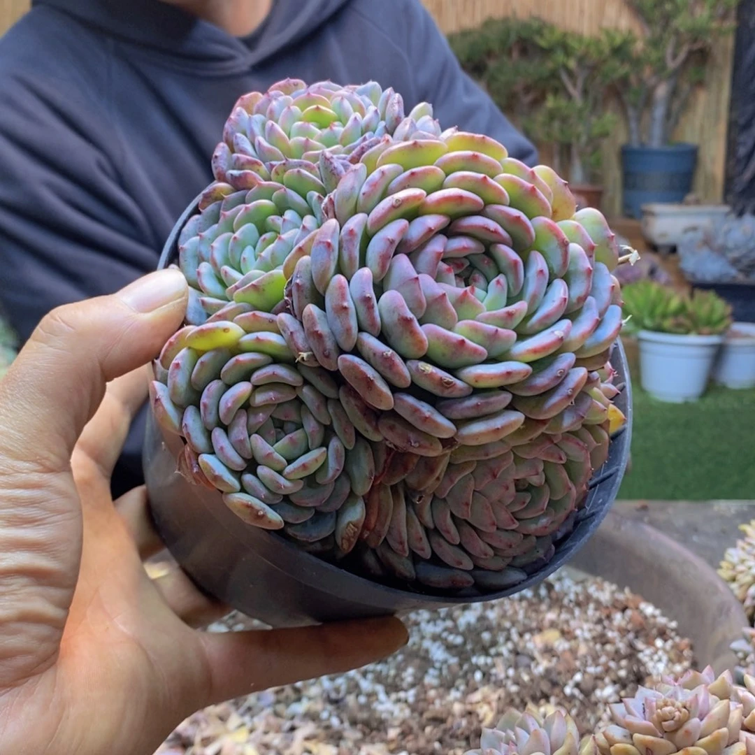 倾**语A13号白胖子多肉