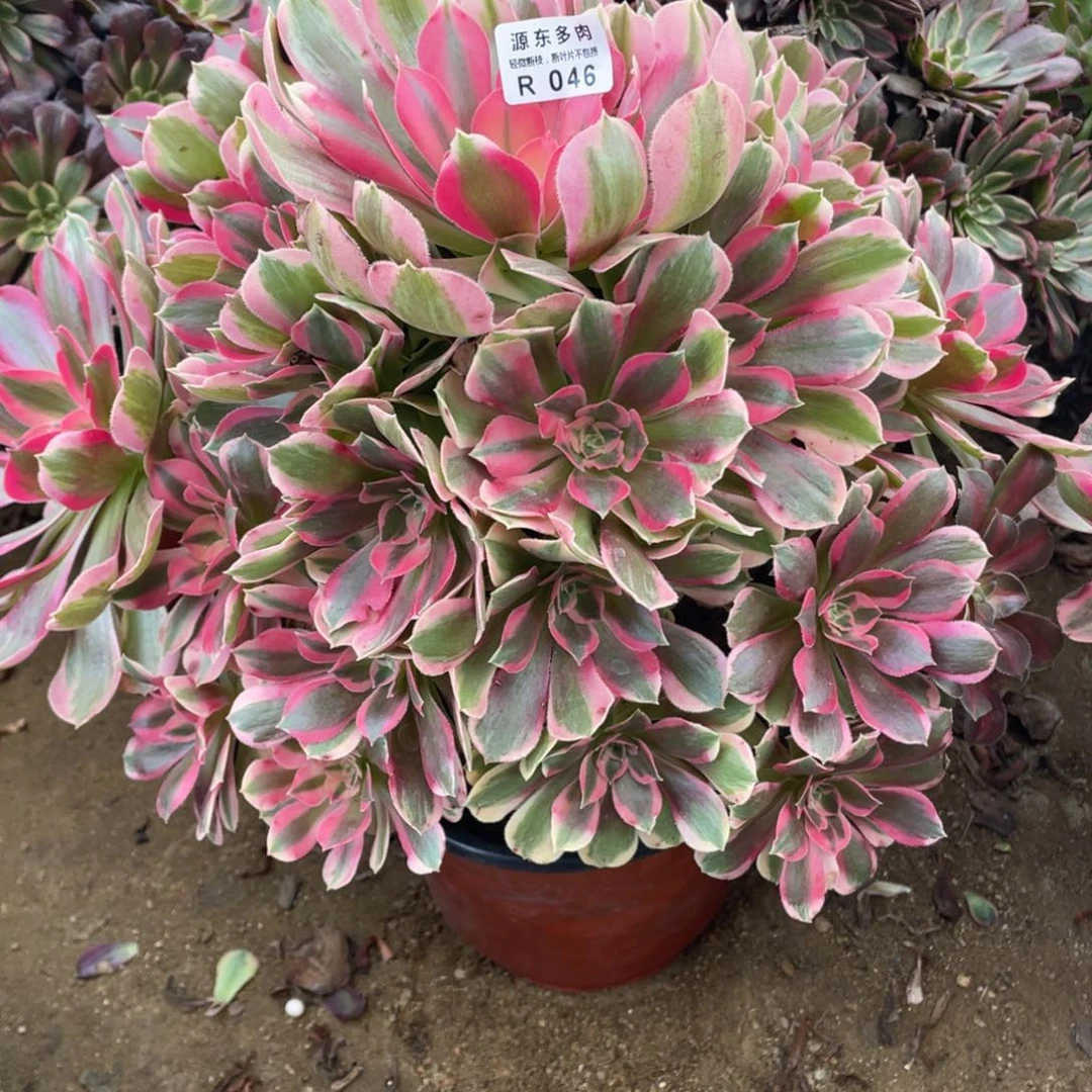 046粉女郎多肉法师断枝不包