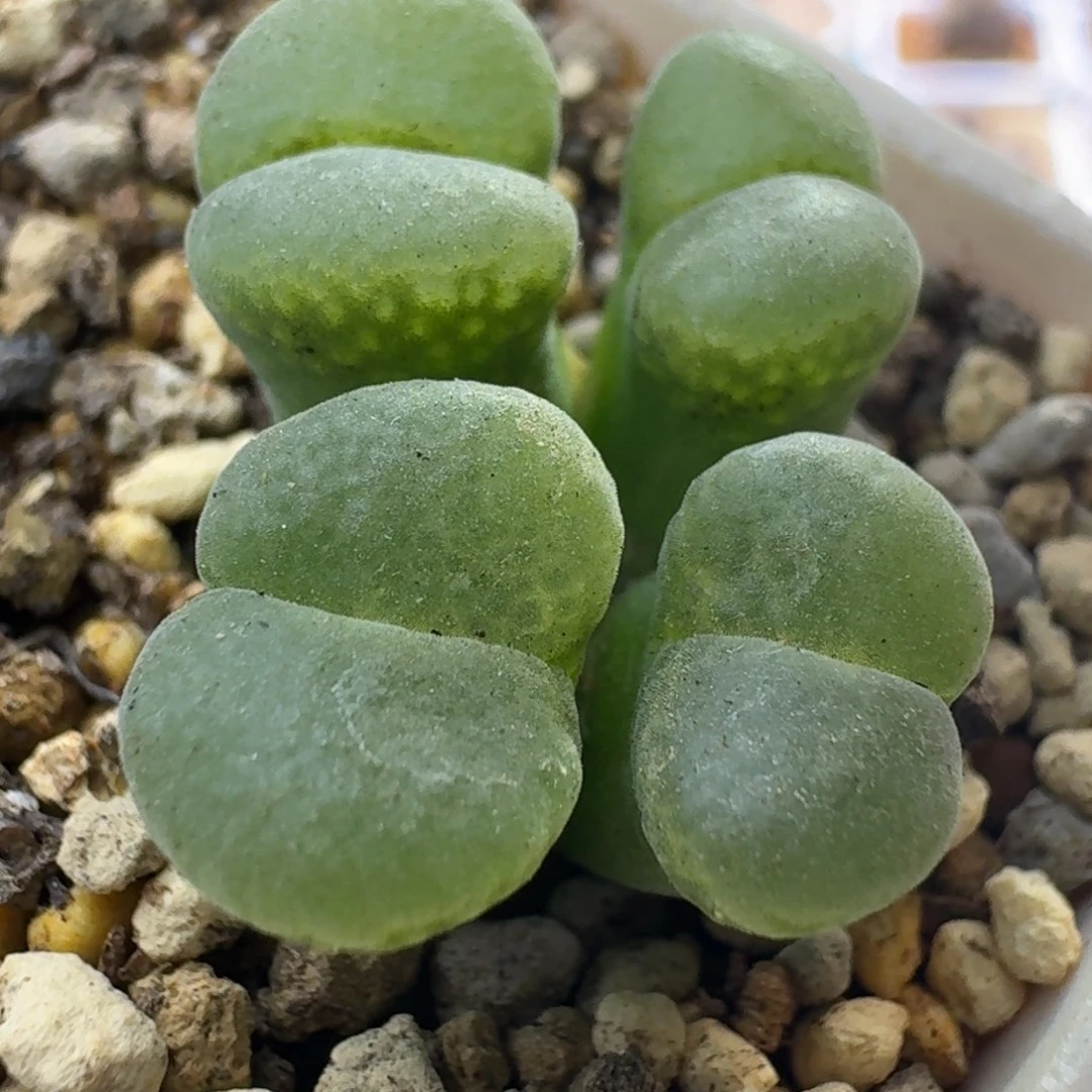 42号四头风铃一物一拍