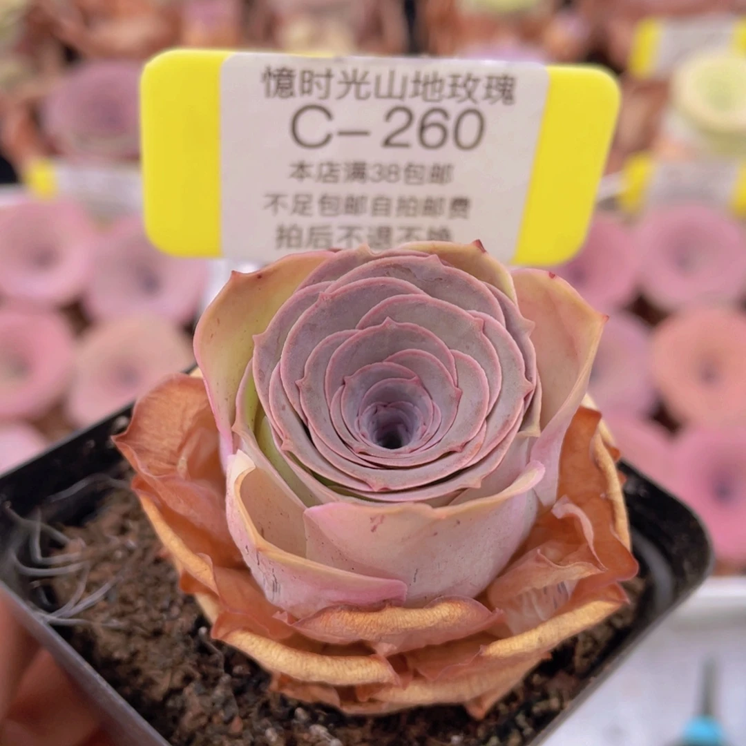 山地玫瑰C260满38包邮裸根发货