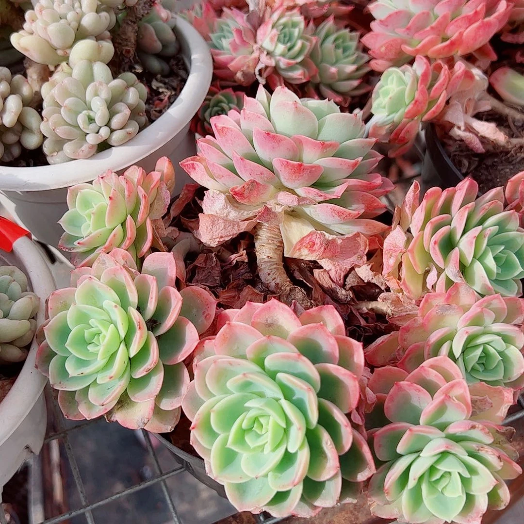 哈密瓜多头群生精品特价