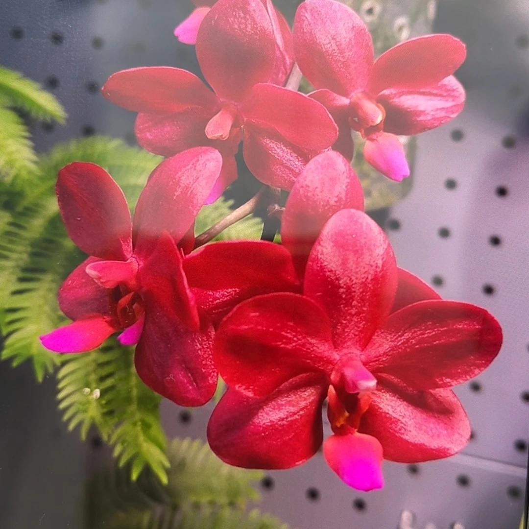 无花朵2.8寸佛陀宝藏苗