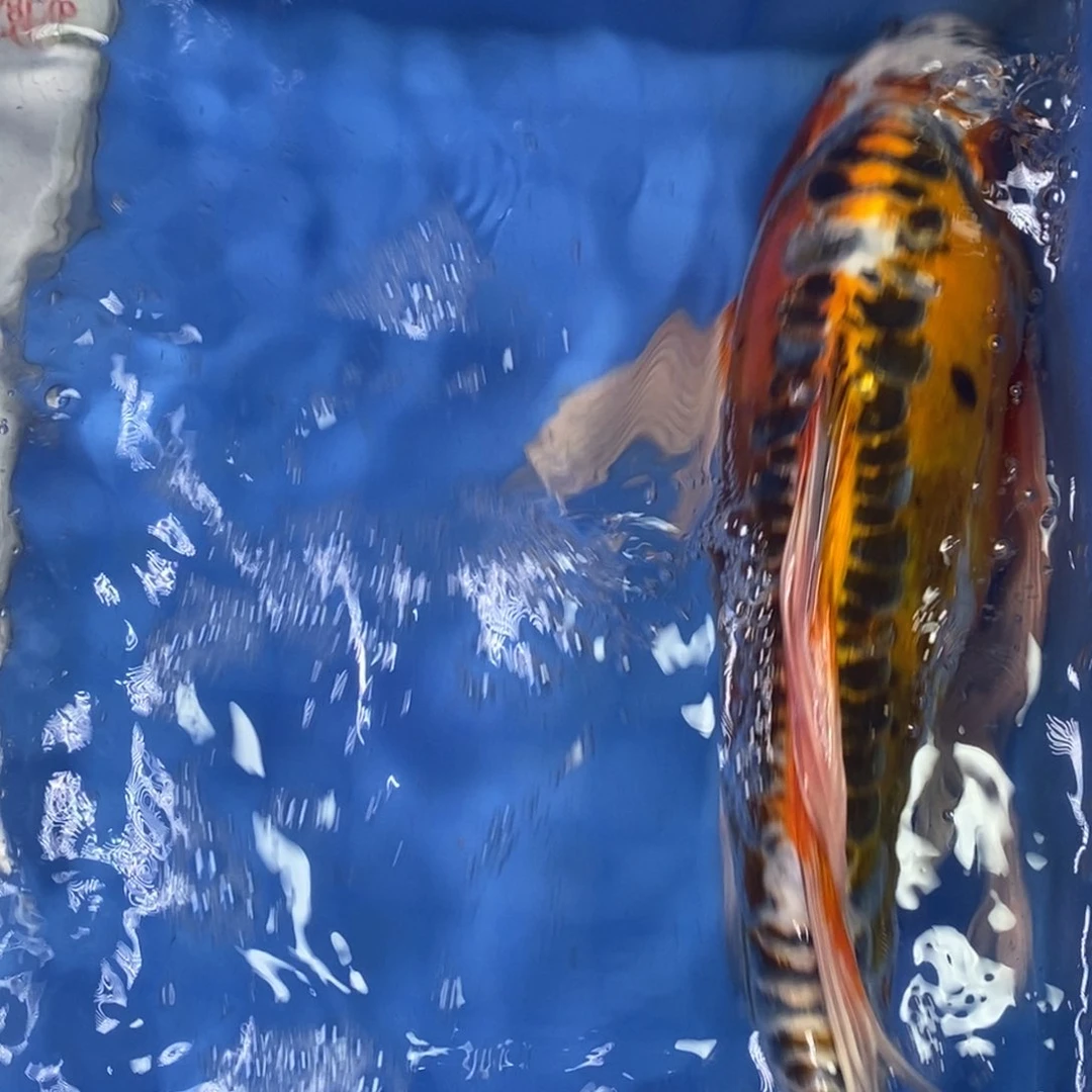 锦鲤冷水锦鲤包邮