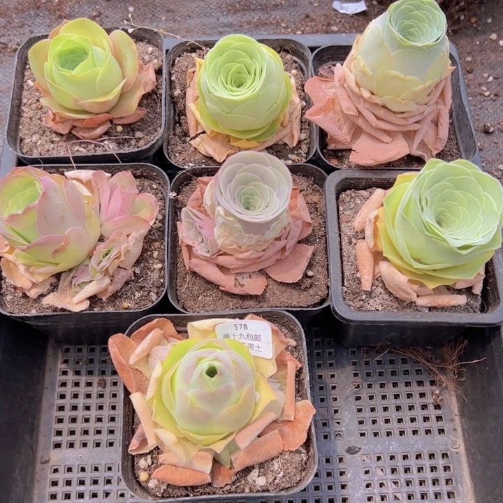 578 裸根不带土发货不包损