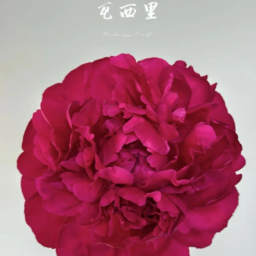 【思芹花卉|瓦西里芍药（花苞3.5cm+）】北京彼由尼芍药，顺丰包邮