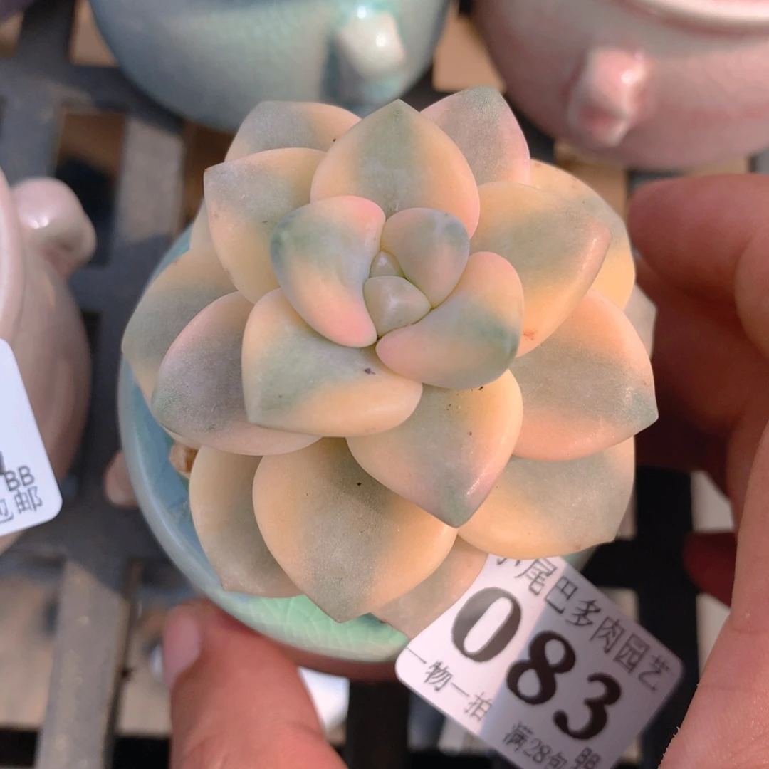 BB小尾巴5CM迷你拇指盆栽083