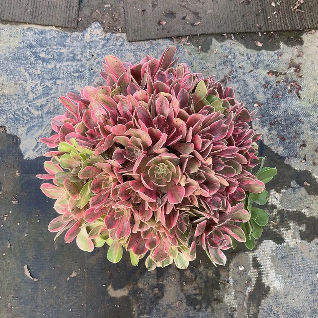 粉女妖法师多肉植物漂亮