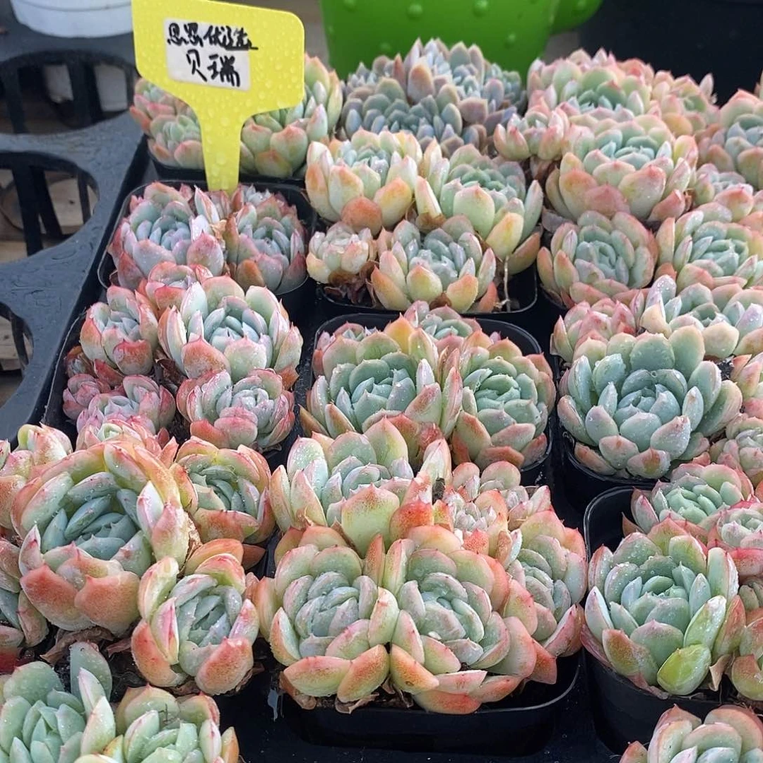 思思优选贝瑞四头起发 福利多多